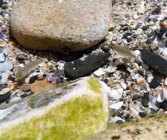 Girella elevata