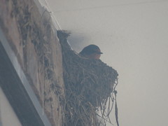 Hirundo rustica