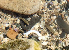 Girella elevata