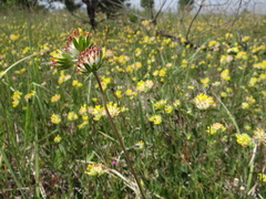 Anthyllis vulneraria polyphylla
