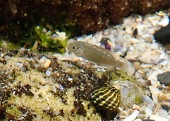 Girella elevata