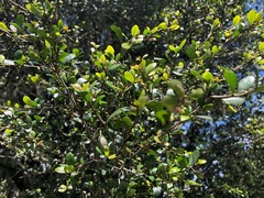 Planchonella cotinifolia