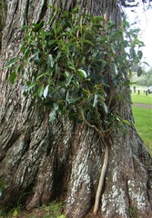 Ficus macrophylla