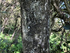 Planchonella cotinifolia