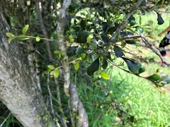 Planchonella cotinifolia