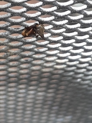 Acanthuchus trispinifer