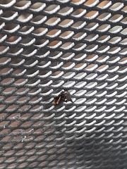 Acanthuchus trispinifer