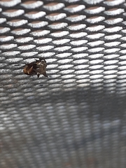 Acanthuchus trispinifer