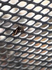 Acanthuchus trispinifer