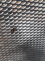 Acanthuchus trispinifer