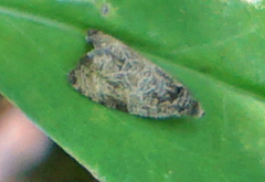 Olethreutes permundana