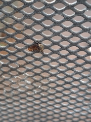 Acanthuchus trispinifer