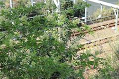 Sambucus sieboldiana