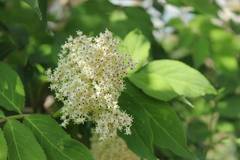 Sambucus sieboldiana
