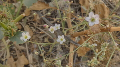 Gypsophila capillaris