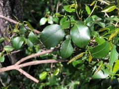 Excoecaria dallachyana