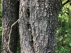 Excoecaria dallachyana