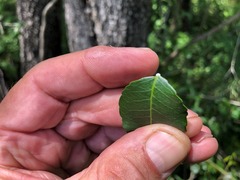 Excoecaria dallachyana