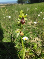 Ophrys sphegodes sphegodes