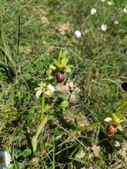 Ophrys sphegodes sphegodes