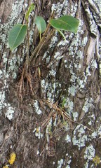 Ficus macrophylla