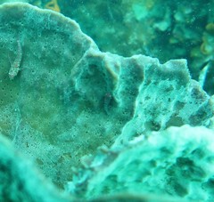 Cochleoceps bicolor