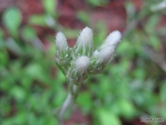 Antennaria plantaginifolia