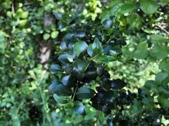 Psydrax odorata buxifolia