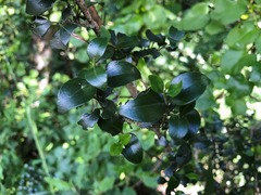 Psydrax odorata buxifolia