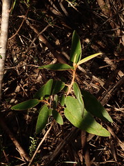 Lasiopetalum ferrugineum