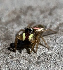 Heliophanus