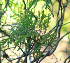 Tapinanthinae