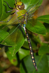 Anax gibbosulus