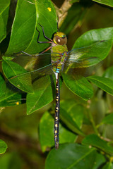 Anax gibbosulus