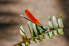 Mnais andersoni