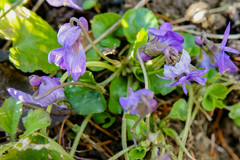 Viola odorata