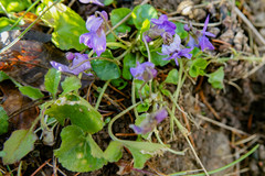 Viola odorata