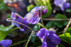 Viola odorata