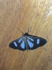 Phostria