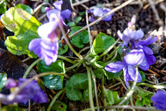 Viola odorata