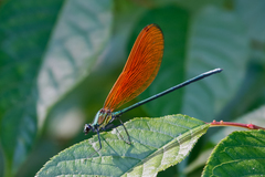 Mnais andersoni