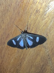 Phostria