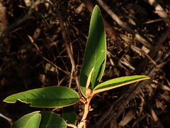 Lasiopetalum ferrugineum