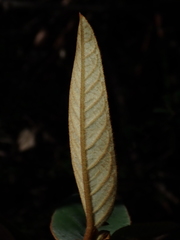 Lasiopetalum ferrugineum