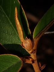Lasiopetalum ferrugineum