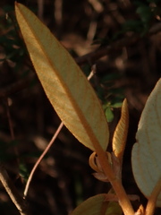 Lasiopetalum ferrugineum