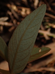 Lasiopetalum ferrugineum
