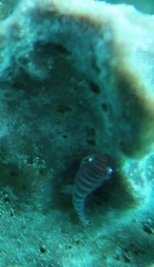 Cochleoceps bicolor