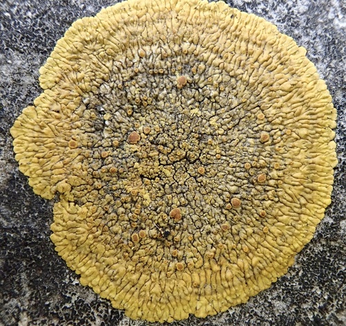 Limestone Lobed Firedot