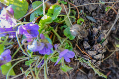 Viola odorata